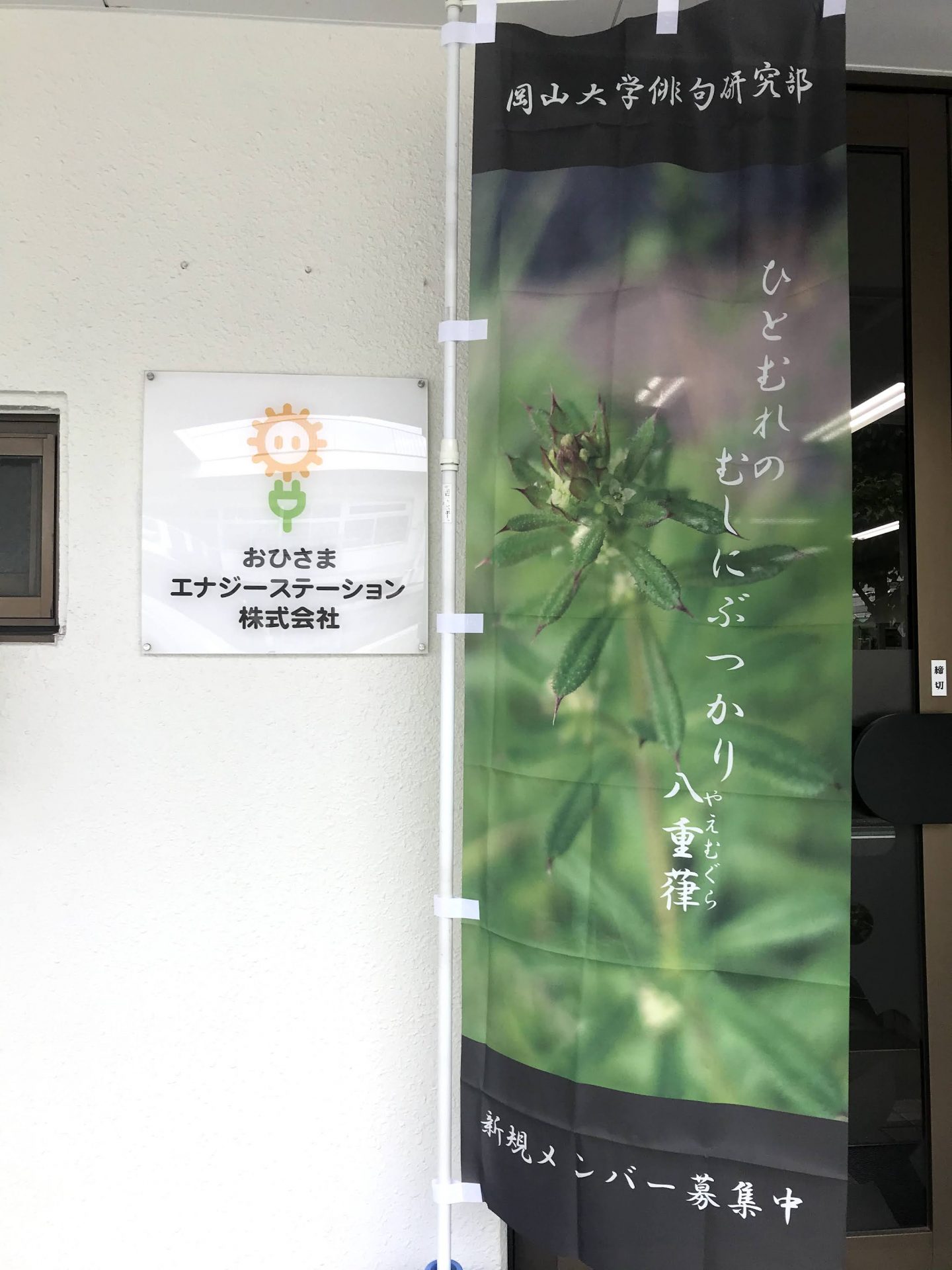 のぼり5月
